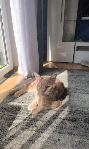 Main Coon Deckkater 
