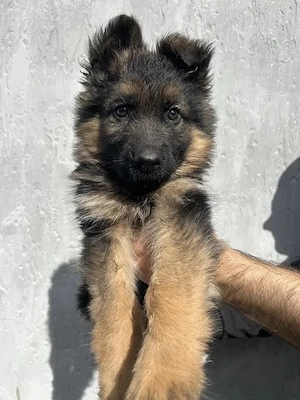 Deutsche-Schäferhund-Welpen suchen neue Familien