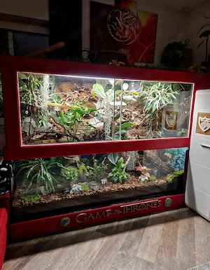 Terrarium mit Chamäleon