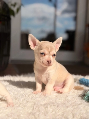 Reinrassige Chihuahua Welpen abzugeben