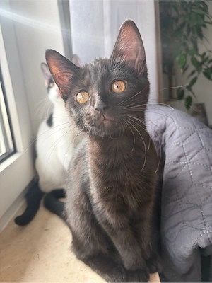 Katzenbaby schwarz