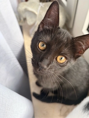 Katzenbaby schwarz