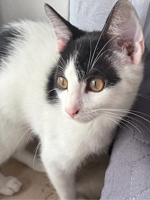Katzenbaby schwarz-weiß