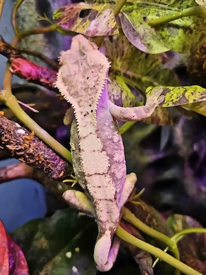 Kronengecko Weibchen Harlequin extrem Tricolor