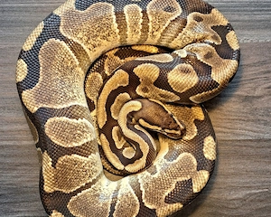 Königspython Asphalt Enchi Weibchen