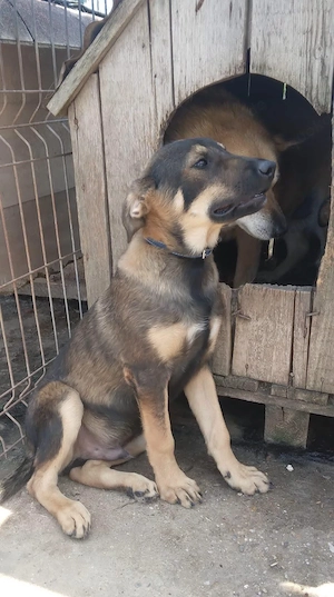 Geani, netter Hund sucht neues Zuhause