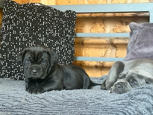 cane corso  weibchen welpe 