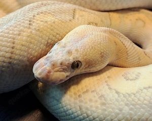 Königspython Super Pastel Lesser Yellow Belly Clown Weibchen