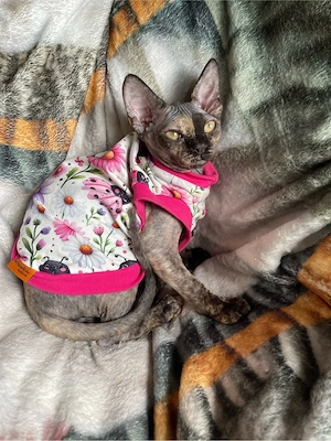 devon rex Mädchen , FIFE Stammbaum 