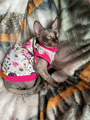 devon rex Mädchen , FIFE Stammbaum 