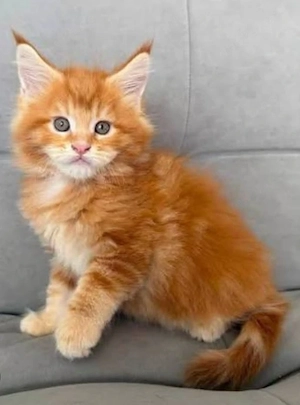 Gesunde und geimpfte Maine-Coon-Kätzchen (männlich und weiblich)
