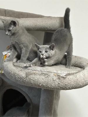 russisch  blu kitten