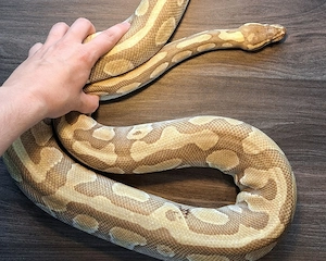 Königspython Enchi Lesser het. Clown