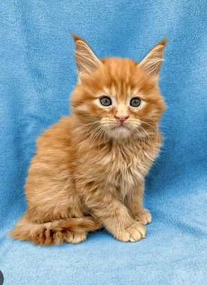 Kastrierte und entwurmte Maine-Coon-Kätzchen
