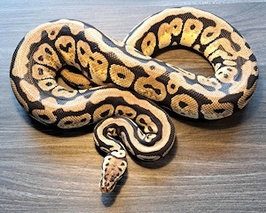 Königspython Fire Spotnose Pastel het. Clown