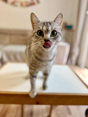 BKH-Mix Katze sucht liebevolles Zuhause 