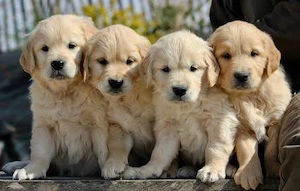 Golden retriever Welpen