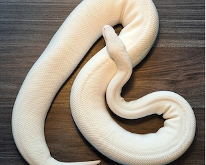 Königspython Super Lesser Clown Weibchen