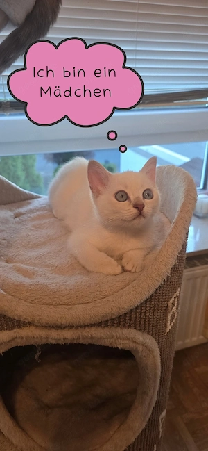 Wunderschöne BKH   Siam Mix Kitten (Golden Shell Point x Blue Point) suchen ein Zuhause   