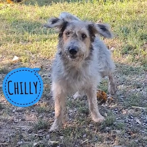 Chilly, wunderhübscher, verspielter Dackel Terrier Mix