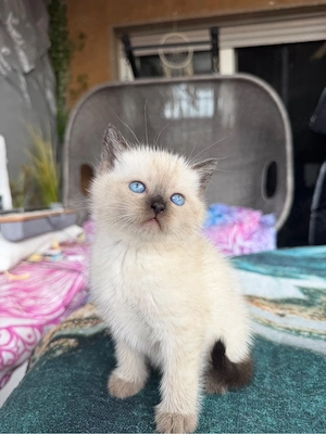 Süßes Birma   Siam Kitten   Seal Point (traumhafte blaue Augen)