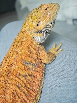High Orange Leatherback Bartagame Männchen 