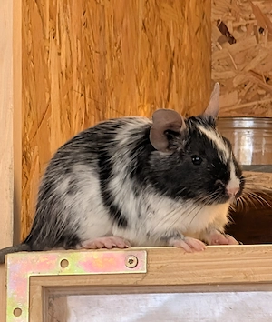 Degu Weibchen 2,5 Jahre alt