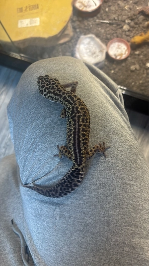 leopardgecko 0.4 adult 