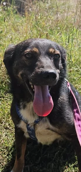 Codin, netter Hund sucht neue Familie