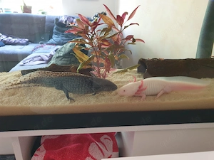 2 Axolotl Männchen 5Jahre abzugeben