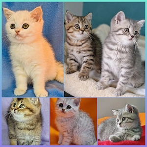 Bkh Kitten  mit Stammbaum 