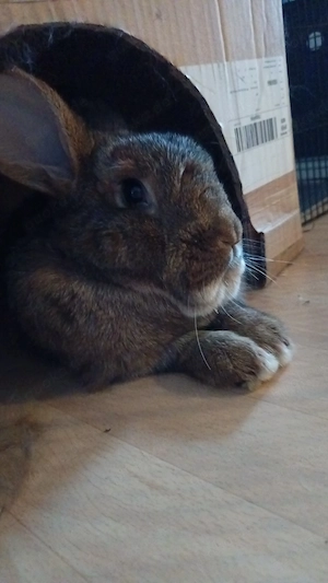 Liebes Kaninchenpaar sucht neues Zuhause 