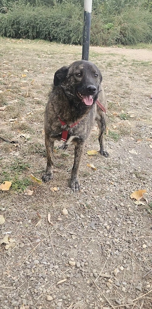 Cristi, lieber Hund sucht neue Familie