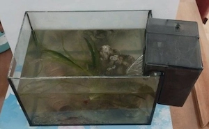 Aquarium 10 Liter - Aufzucht.- Karantänebecken mit Außenfilter