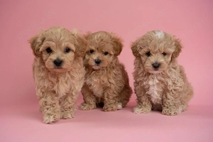 Maltipoo Welpen   Rüden und Hündinnen suchen ein Zuhause