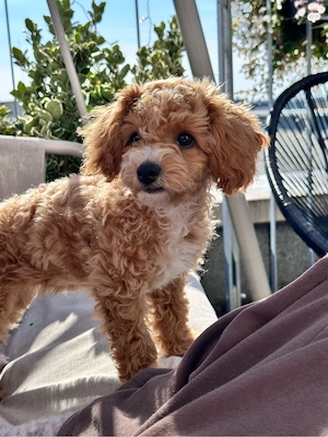 Wunderschöne Maltipoo-Hündin sucht ein liebevolles Zuhause     