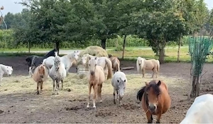 ponys und american minature horse abzugeben  Bild 2