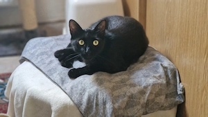 Kater sucht zuhause mit Freigang 