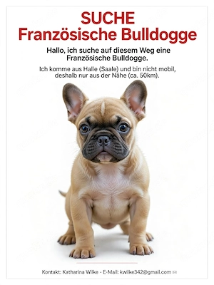Suche Französische Bulldogge 