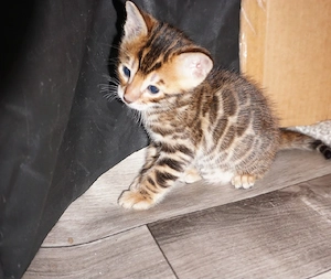 Reinrassige Bengal Kitten mit Stammbaum ab November 