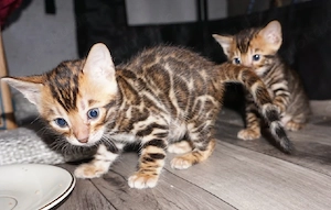Reinrassige Bengal Kitten mit Stammbaum ab November 