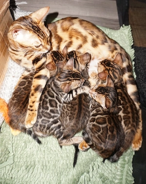 Reinrassige Bengal Kitten mit Stammbaum ab November 