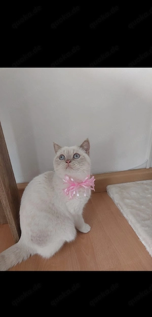 BKH-Katze creme 
