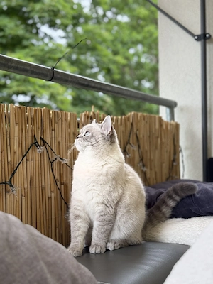Deckkater sucht eine Katze 