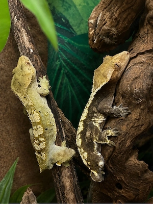 krongeckos Männchen 
