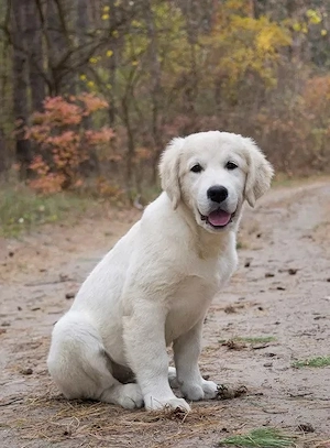 Kleine Golden Retriever möchten ihre zukünftigen Besitzer kennenlernen