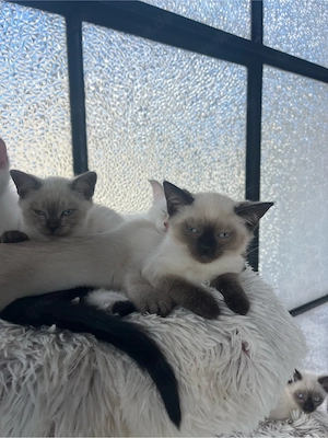 Siam Kitten
