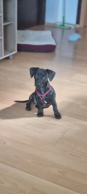 Nova   kleine Pinscher-Jack-Russell-Mix-Hündin sucht liebevolles Zuhause