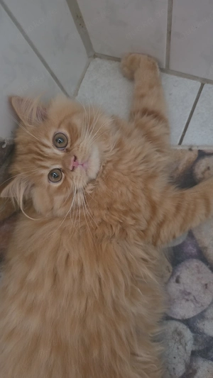 3 zuckersüße Katzenbabys (5 Monate) suchen ein liebevolles Zuhause!
