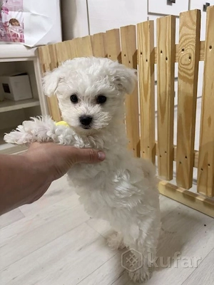 Bichon Frisé Welpen   Rüden und Hündinnen suchen ein Zuhause